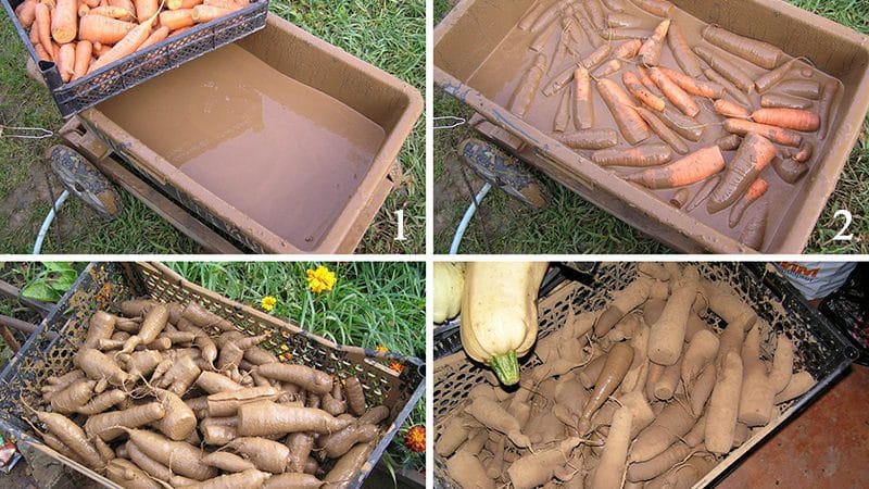 Mit és hogyan tároljunk sárgarépát a pincében télen: válogatás a legjobb módszerekből