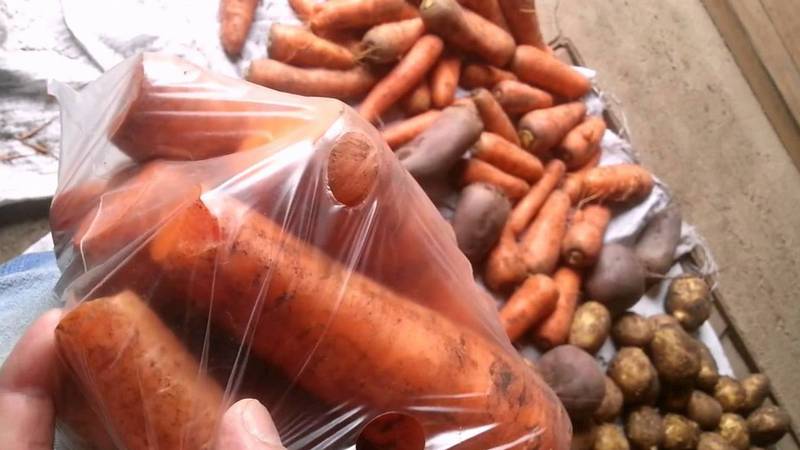 What and how to store carrots in the cellar in winter: a selection of the best ways