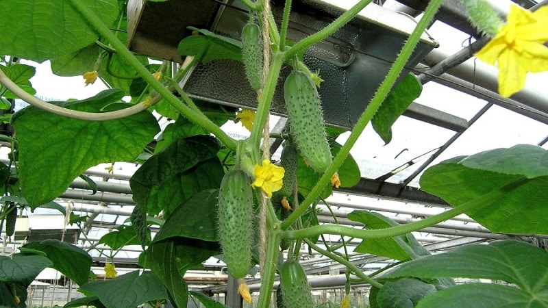 Pagpili ng pinakamahusay na iba't ibang mga pipino para sa isang polycarbonate greenhouse