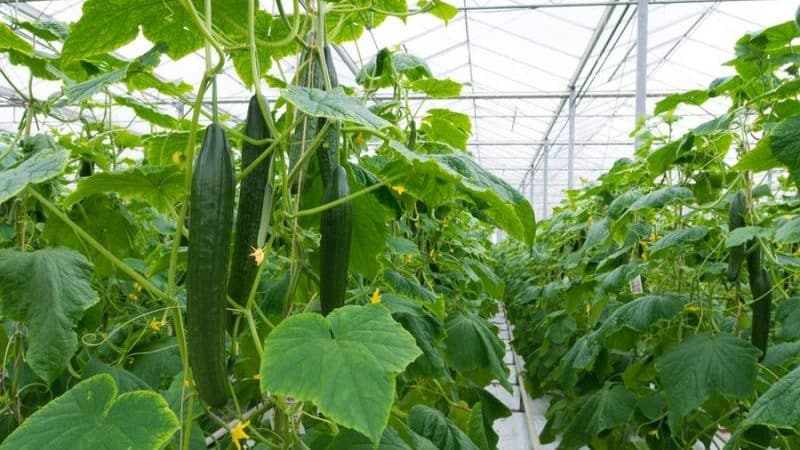 Pagpili ng pinakamahusay na iba't ibang mga pipino para sa isang polycarbonate greenhouse