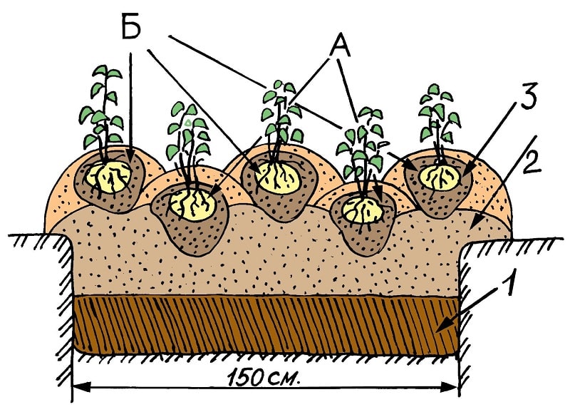 Cultivar patatas según el método chino.