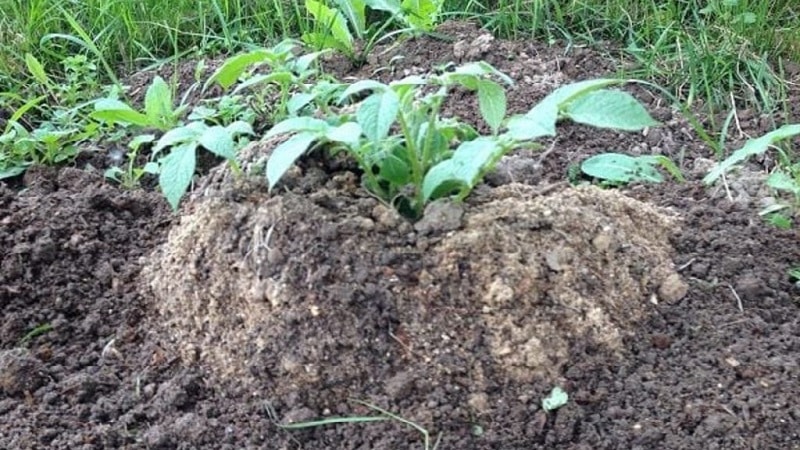 Cultivar patatas según el método chino.