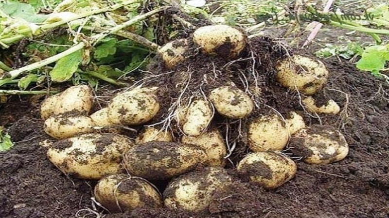 Cultivar patatas según el método chino.