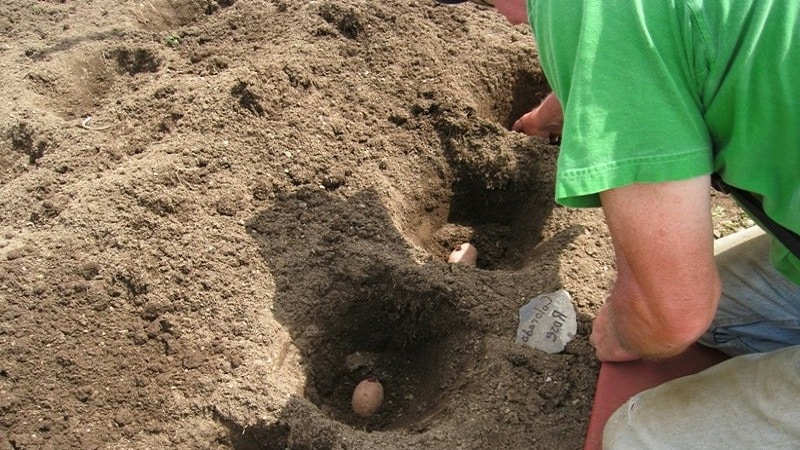 Cultivar patatas según el método chino.