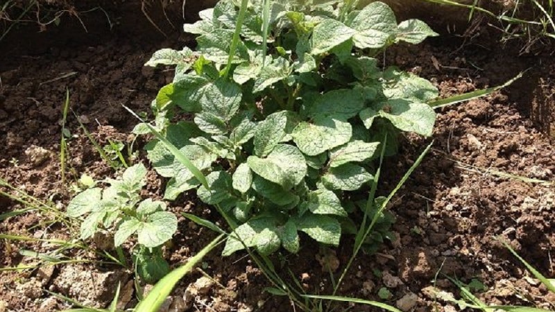 Cultivar patatas según el método chino.