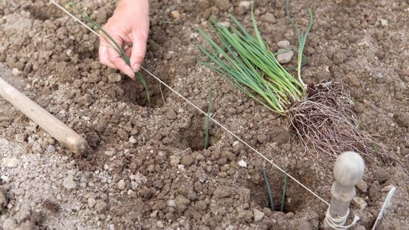 Ang pagpapatubo ng mga leeks sa bukas na lupa at pag-aalaga sa kanila mula sa pagtatanim hanggang sa pag-aani