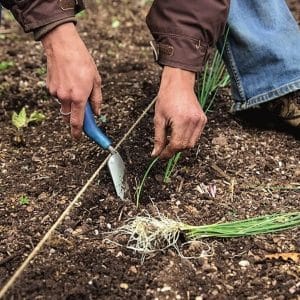 Ang pagpapatubo ng mga leeks sa bukas na lupa at pag-aalaga sa kanila mula sa pagtatanim hanggang sa pag-aani