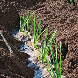 Ang pagpapatubo ng mga leeks sa bukas na lupa at pag-aalaga sa kanila mula sa pagtatanim hanggang sa pag-aani