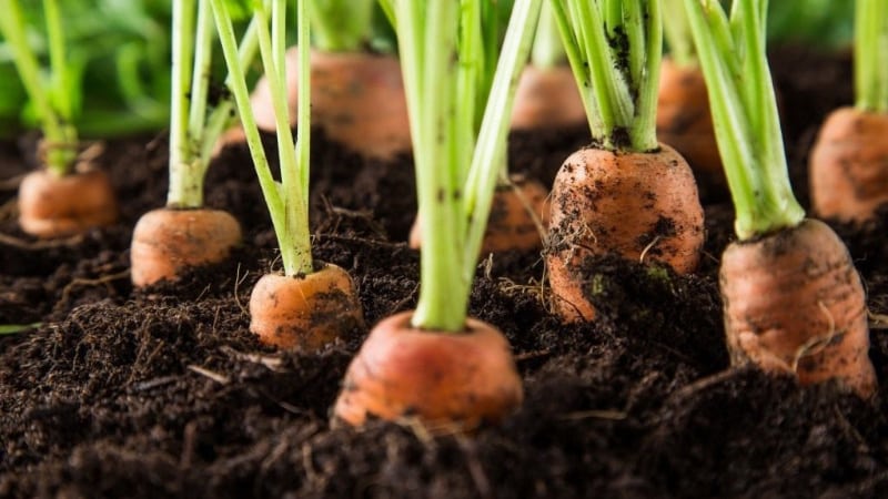 Instrucciones para cultivar zanahorias en el campo para principiantes.