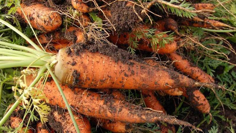 Instrucciones para cultivar zanahorias en el campo para principiantes.