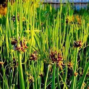 Memilih bawang untuk ditanam sebelum musim sejuk di atas sayur-sayuran dan menanamnya dengan betul