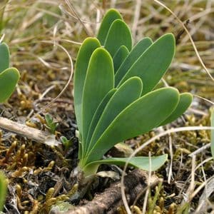 Istutettavan sipulin valinta ennen talvea viherkasveille ja istutus oikein