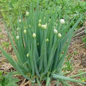 Memilih bawang untuk ditanam sebelum musim sejuk di atas sayur-sayuran dan menanamnya dengan betul