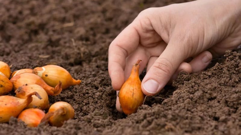 Memilih bawang untuk ditanam sebelum musim sejuk di atas sayur-sayuran dan menanamnya dengan betul