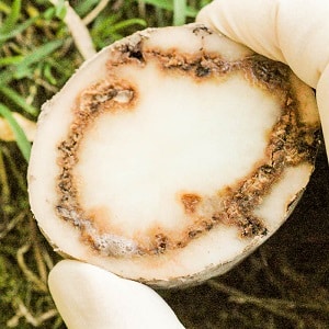 What is potato ring rot and methods of combating it