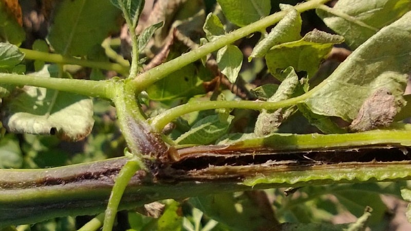 Cos'è il marciume anulare delle patate e metodi per combatterlo