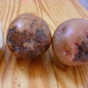 What is potato ring rot and methods of combating it