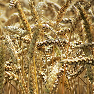 Etapas de la siembra de trigo de invierno y cuidado adicional de las plantaciones.