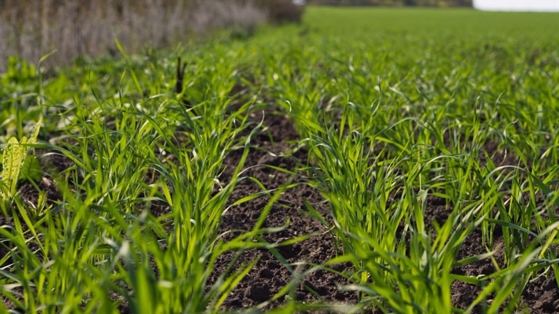 Stages of sowing winter wheat and further care of plantings