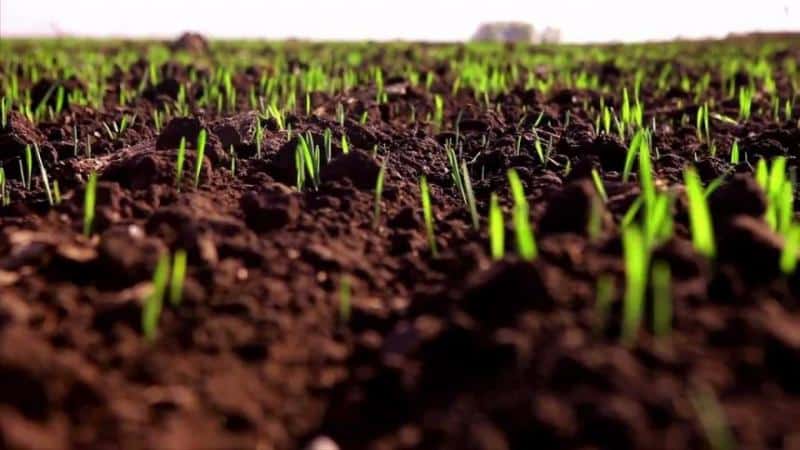 Etapas de la siembra de trigo de invierno y cuidado adicional de las plantaciones.