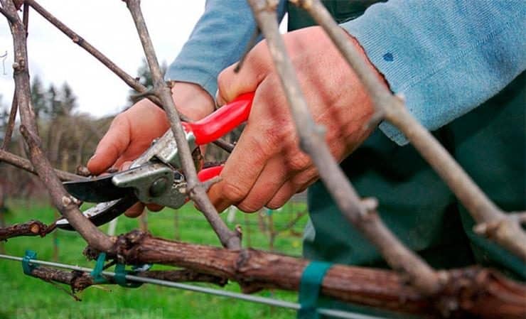 A step-by-step guide to properly preparing grapes for winter