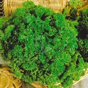 What is the name of curly parsley?