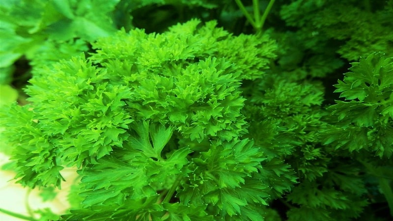 What is the name of curly parsley?