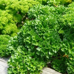 What is the name of curly parsley?