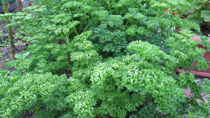 What is the name of curly parsley?