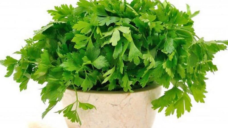 How to take parsley for weight loss: the best fat-burning recipes