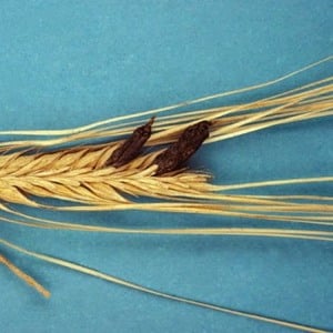 Why is wheat smut dangerous and how to deal with it?