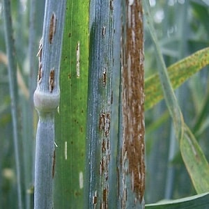 Bakit mapanganib ang wheat smut at paano ito haharapin?