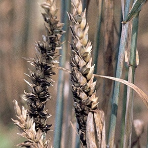 Perché la fuliggine del grano è pericolosa e come affrontarla?