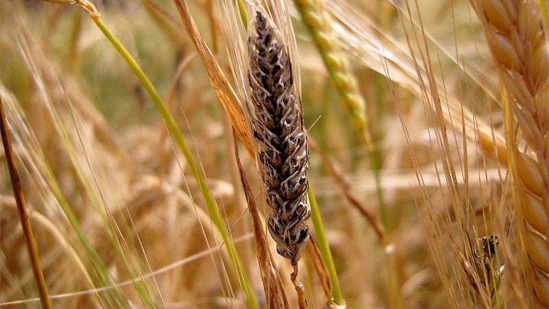 Why is wheat smut dangerous and how to deal with it?