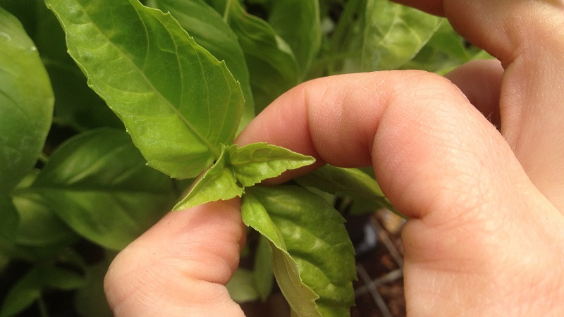 Paano makatakas mula sa mga peste ng paminta sa isang greenhouse