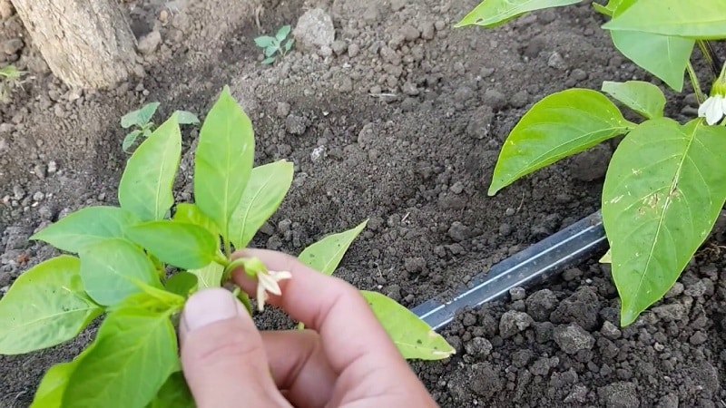 Is het nodig om paprika's te knijpen: argumenten voor en tegen, een gids voor de juiste vorming van een struik