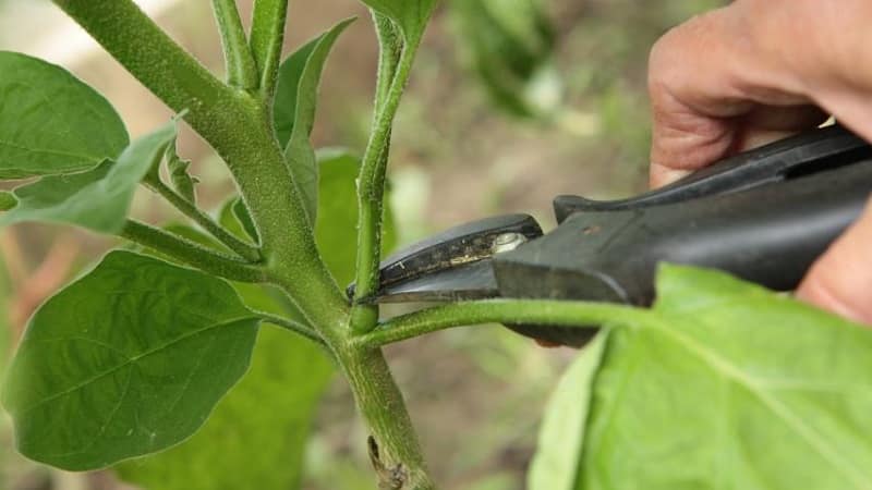 ¿Es necesario pellizcar los pimientos morrones: argumentos a favor y en contra, una guía para la correcta formación de un arbusto?