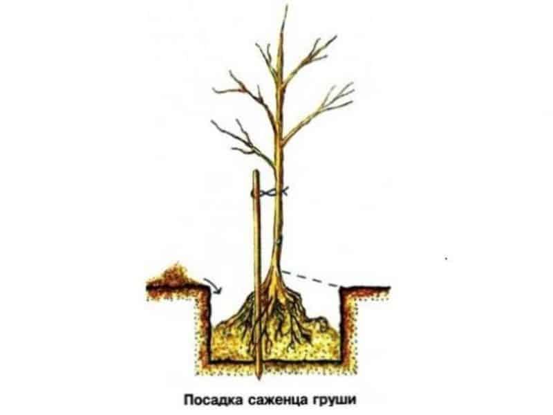 Revisão da variedade de pera Osennyaya Yakovleva: vantagens, desvantagens, nuances de cultivo