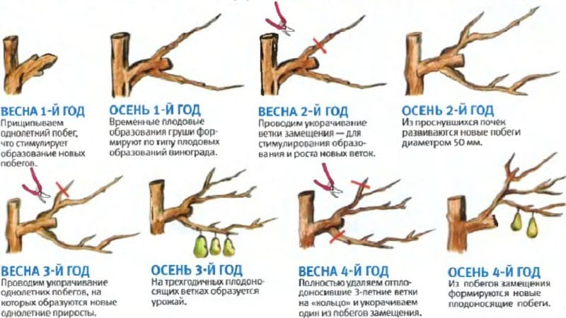 Revisión de la variedad de pera Osennyaya Yakovleva: ventajas, desventajas, matices de cultivo.