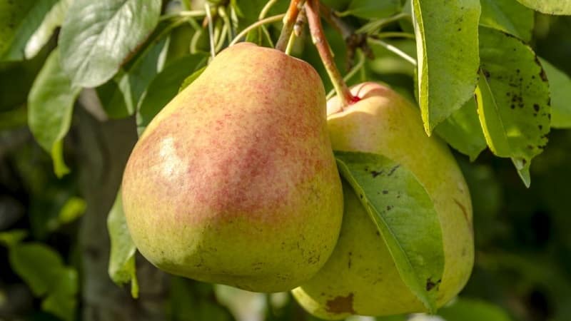 Bewertung der Birnensorte Osennyaya Yakovleva: Vor- und Nachteile, Nuancen des Anbaus