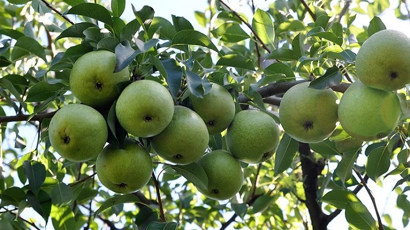 Revisión de la variedad de pera Osennyaya Yakovleva: ventajas, desventajas, matices de cultivo.