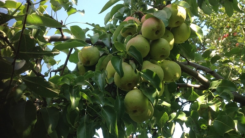 Revisión de la variedad de pera Osennyaya Yakovleva: ventajas, desventajas, matices de cultivo.