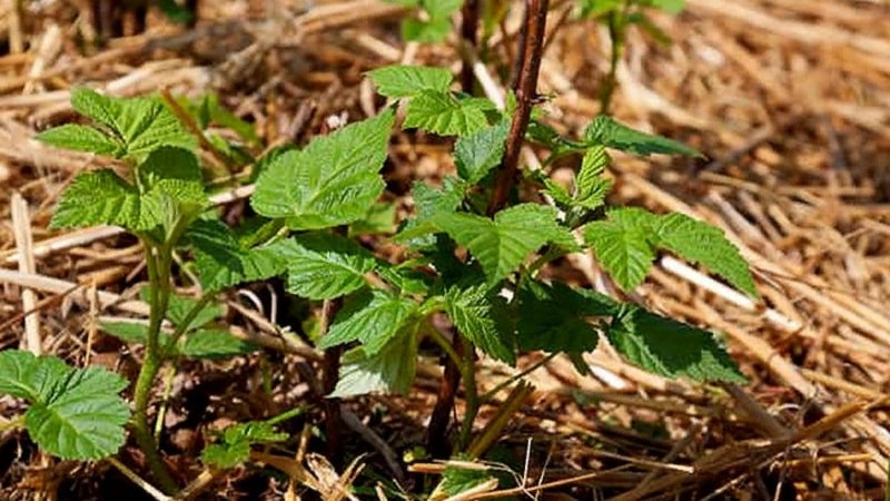 Come elaborare correttamente i lamponi in autunno: una descrizione delle fasi più importanti