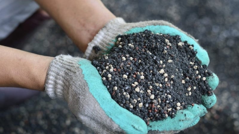 Comment bien prendre soin du chèvrefeuille au printemps - alimentation et taille