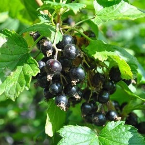 How and what to fertilize currants in the fall to get a good harvest