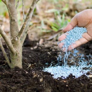 Que vaut-il mieux ajouter au sol lors de la plantation de carottes : les secrets d'une récolte riche