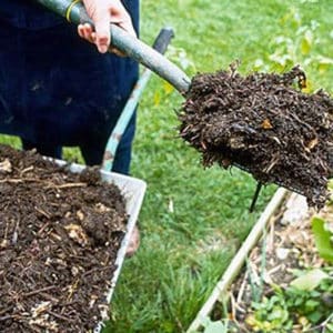 How and what to fertilize currants in the fall to get a good harvest