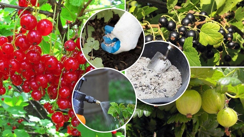 How to properly feed currants and gooseberries in spring