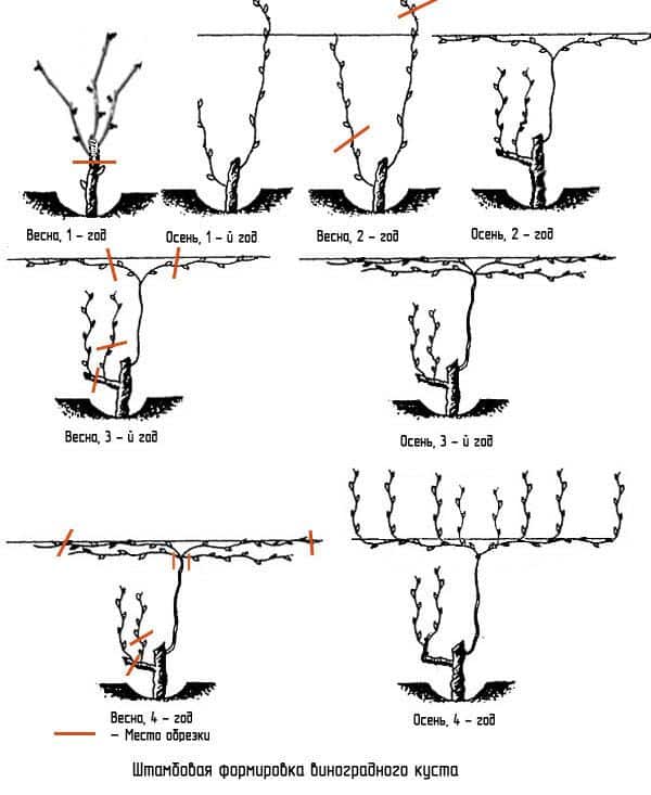 Perché è necessario potare l'uva in autunno e come farlo correttamente?