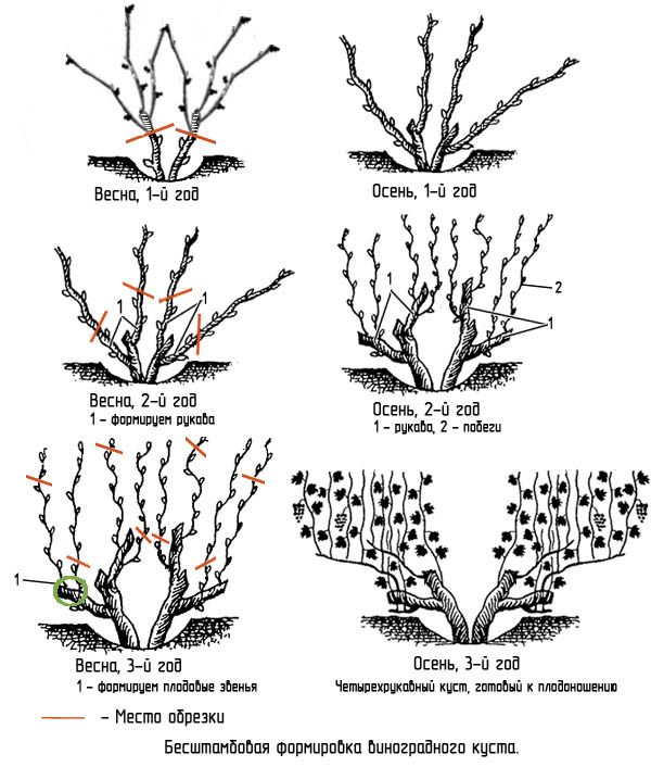 Perché è necessario potare l'uva in autunno e come farlo correttamente?